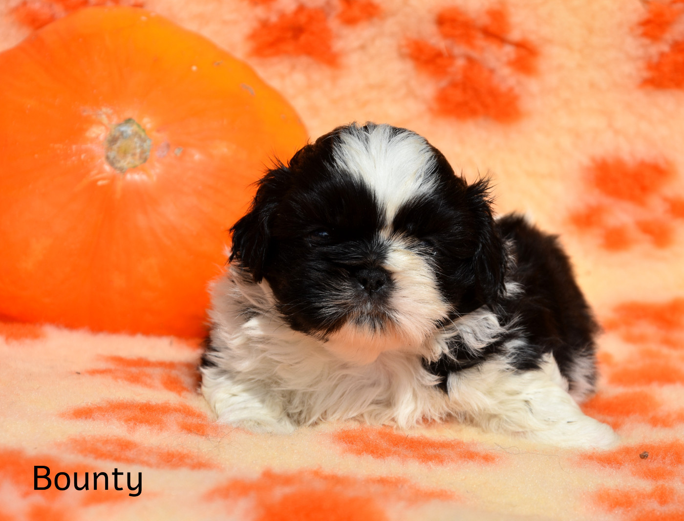 de la plaine du Jaelma - Chiots disponibles - Shih Tzu