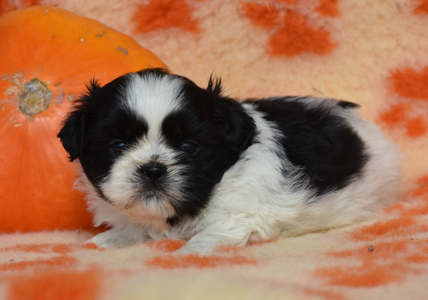 de la plaine du Jaelma - Chiots disponibles - Shih Tzu