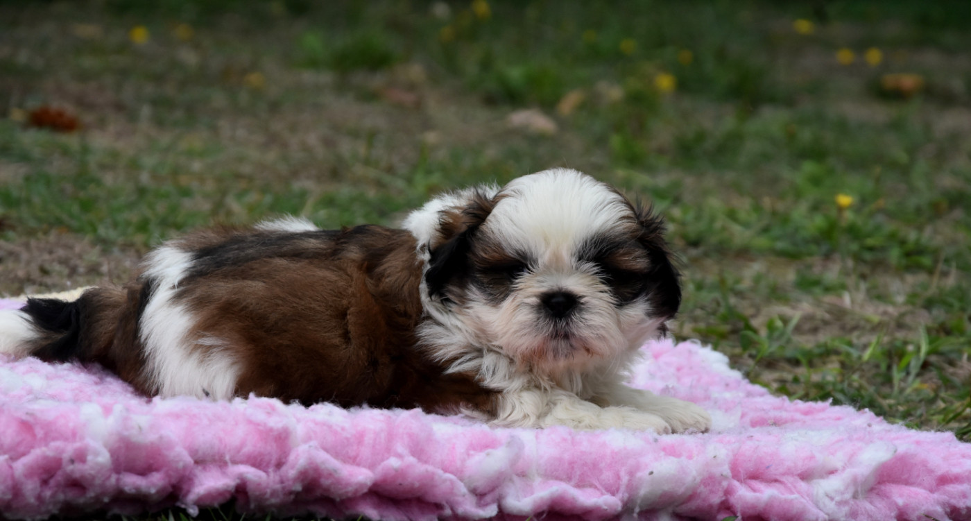 de la plaine du Jaelma - Chiots disponibles - Shih Tzu