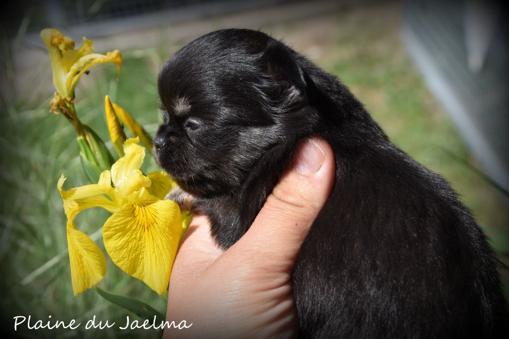de la plaine du Jaelma - Chiots disponibles - Chihuahua