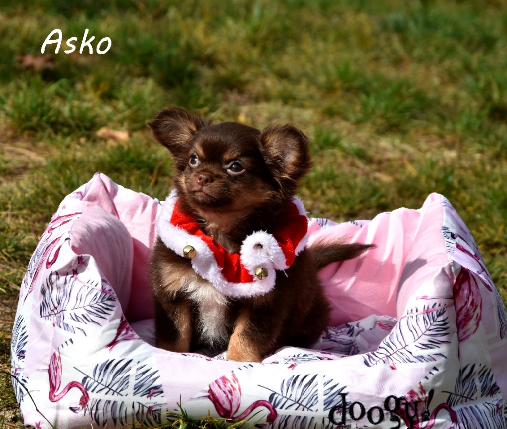 de la plaine du Jaelma - Chiots disponibles - Chihuahua