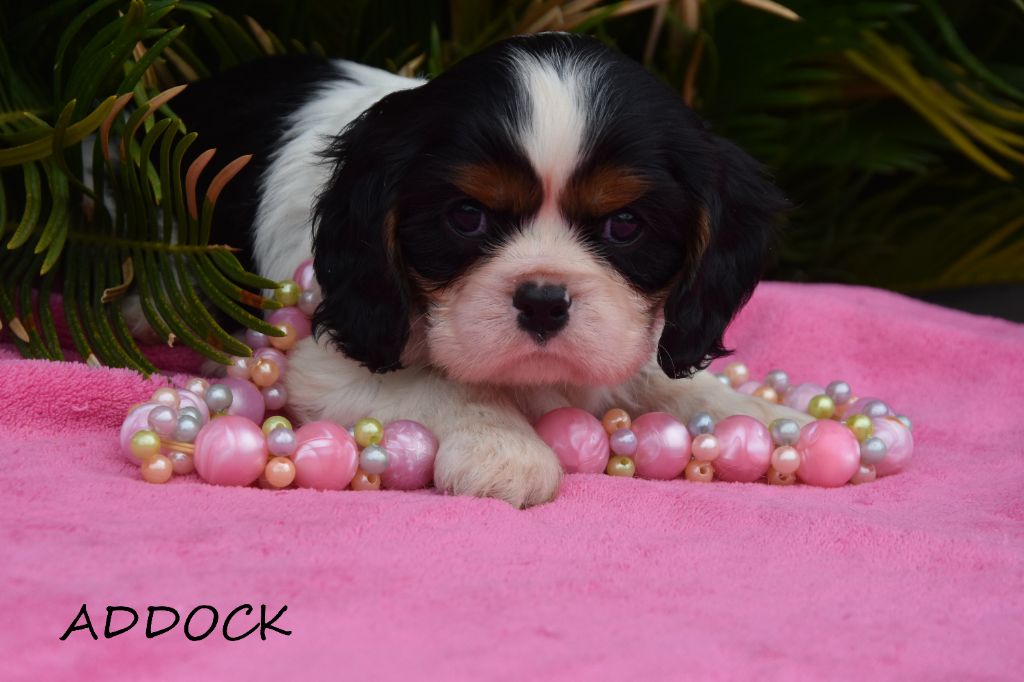 de la plaine du Jaelma - Chiots disponibles - Cavalier King Charles Spaniel