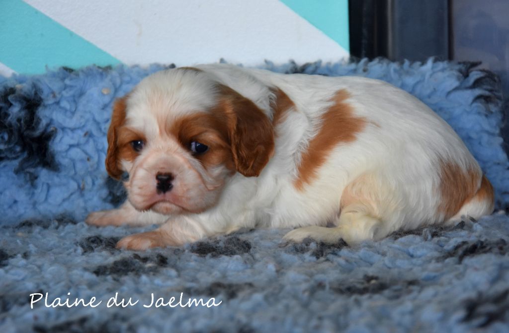 de la plaine du Jaelma - Chiots disponibles - Cavalier King Charles Spaniel