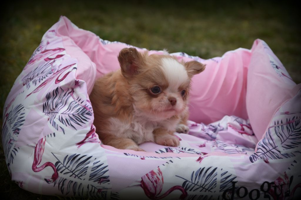 Chiot Chihuahua de la plaine du Jaelma