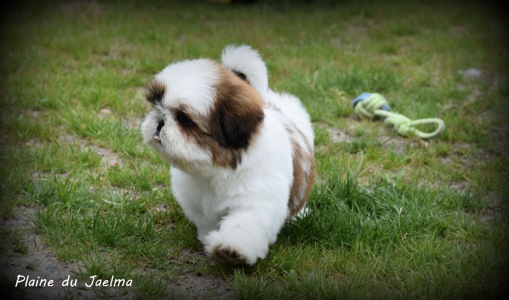 de la plaine du Jaelma - Chiots disponibles - Shih Tzu