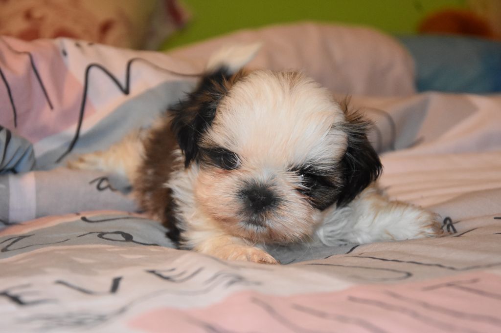 de la plaine du Jaelma - Chiots disponibles - Shih Tzu