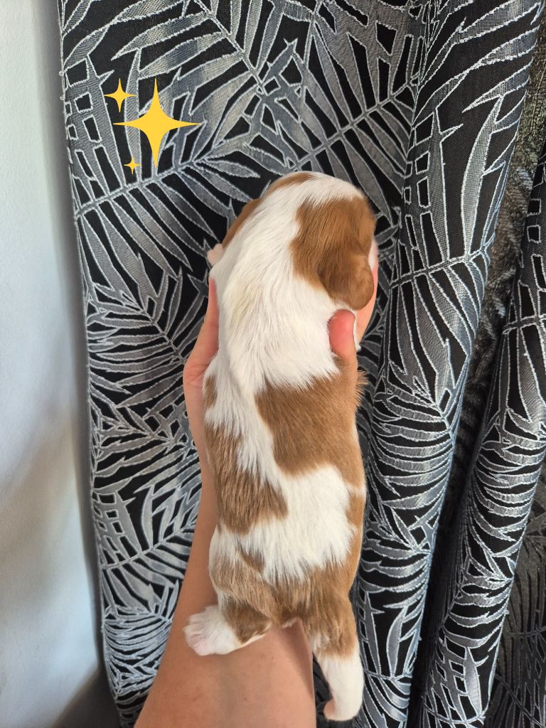 de la plaine du Jaelma - Chiots disponibles - Cavalier King Charles Spaniel