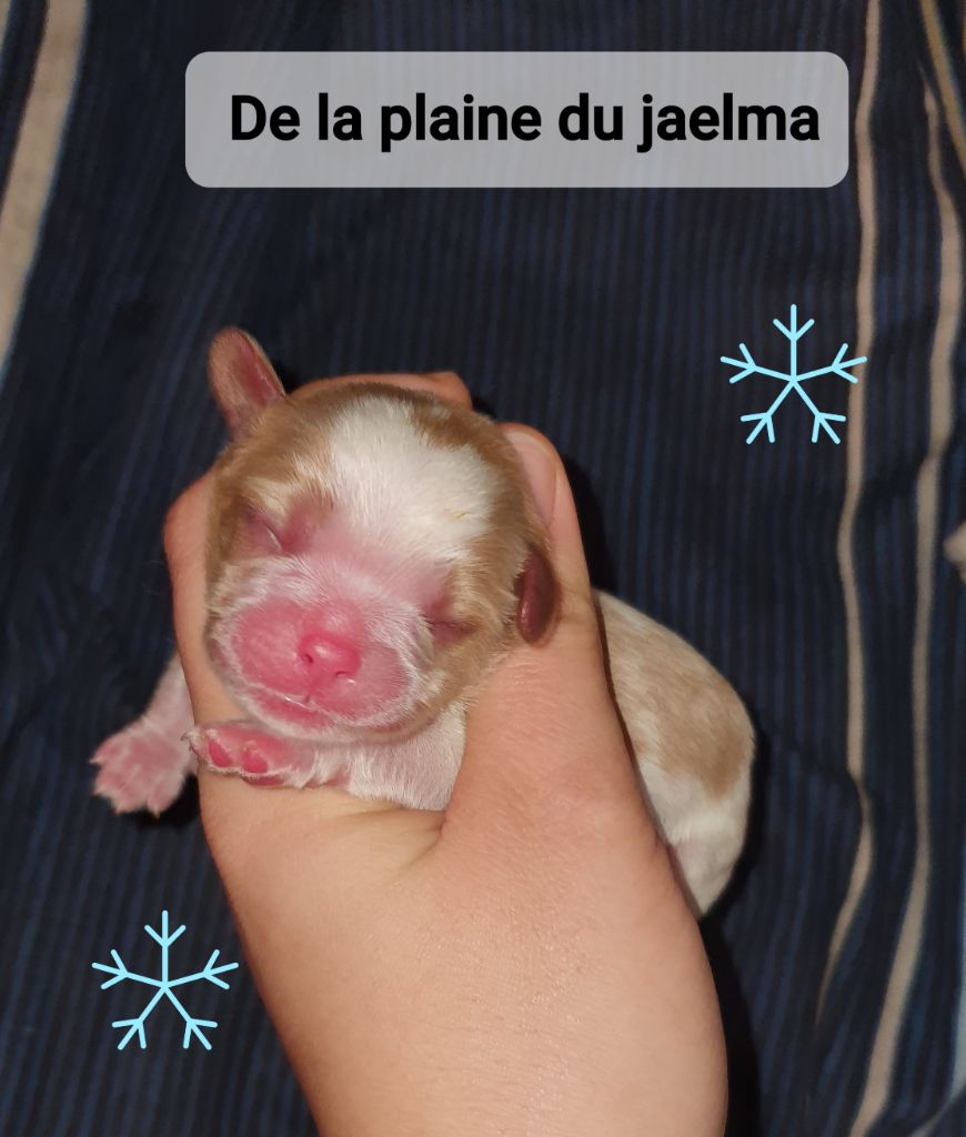 Pancho de la plaine du jaelma 