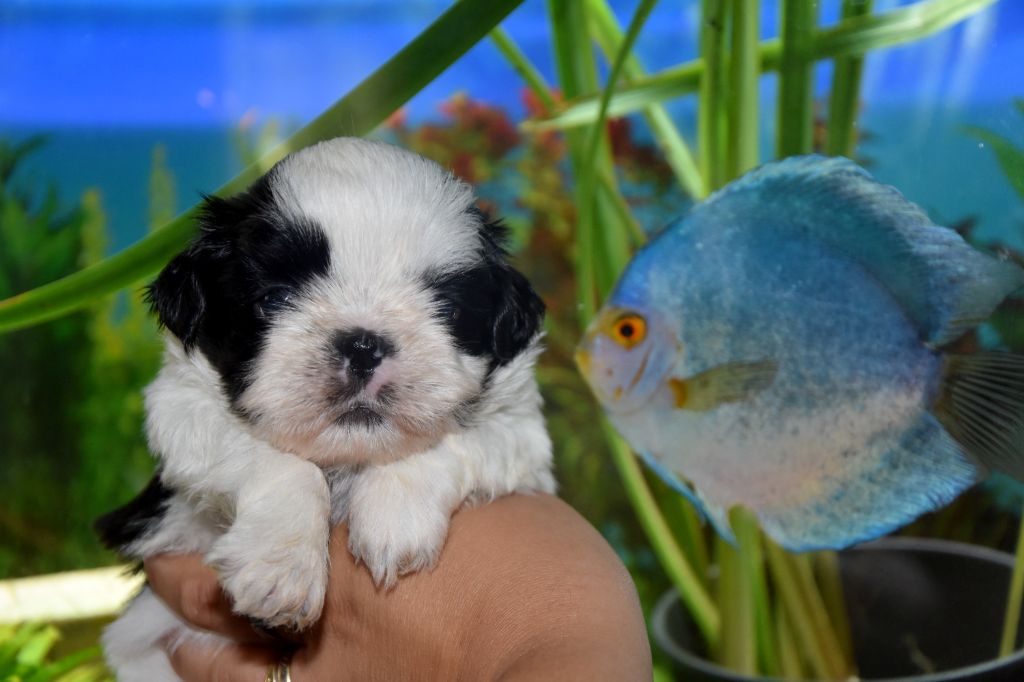 de la plaine du Jaelma - Chiots disponibles - Shih Tzu