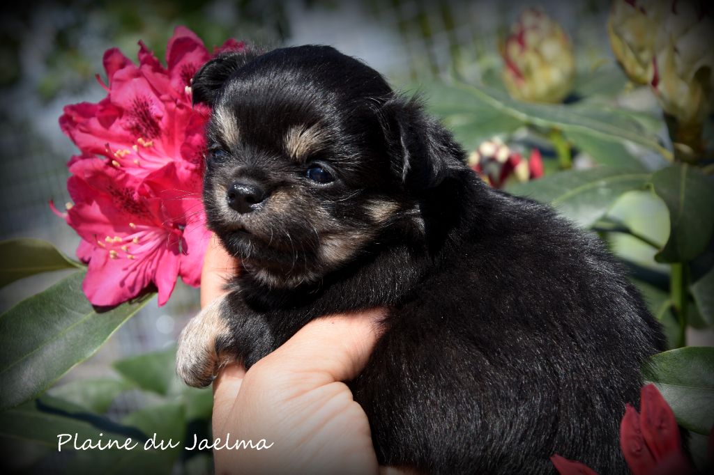 de la plaine du Jaelma - Chiots disponibles - Chihuahua