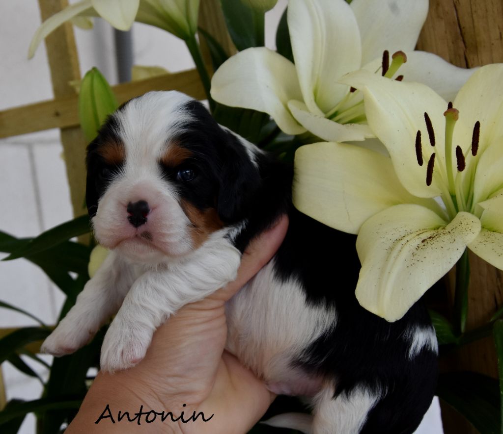 de la plaine du Jaelma - Chiots disponibles - Cavalier King Charles Spaniel