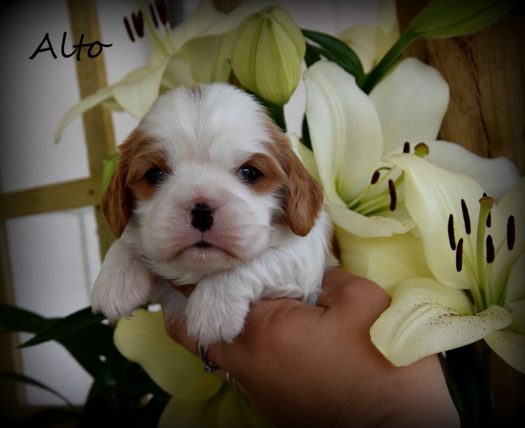 de la plaine du Jaelma - Chiots disponibles - Cavalier King Charles Spaniel