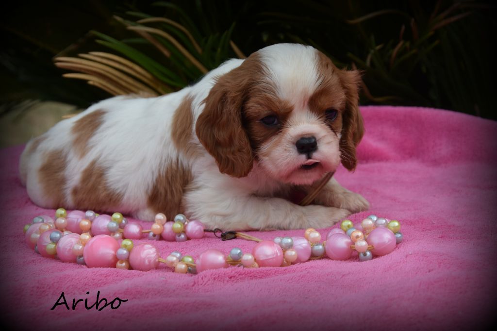 de la plaine du Jaelma - Chiots disponibles - Cavalier King Charles Spaniel