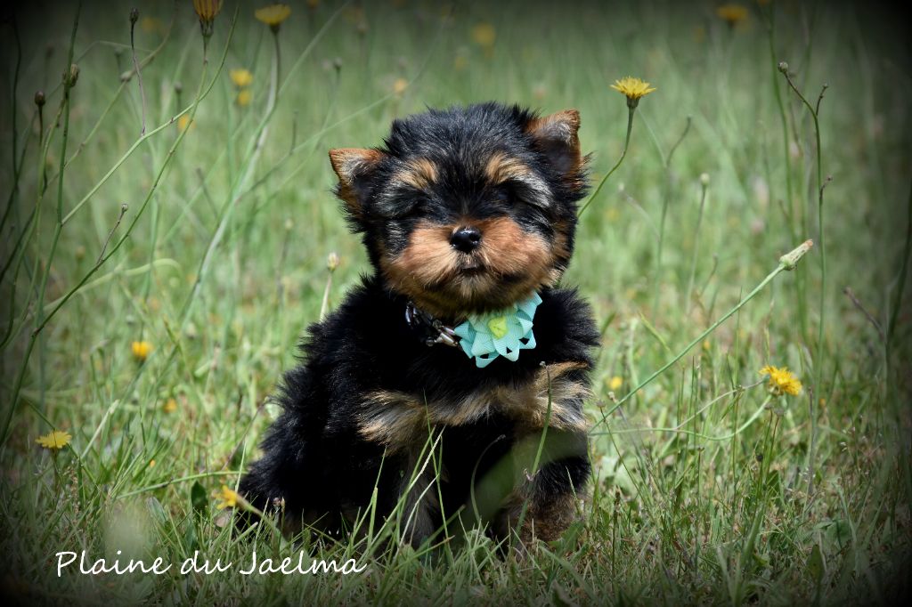 de la plaine du Jaelma - Yorkshire Terrier - Portée née le 21/04/2025