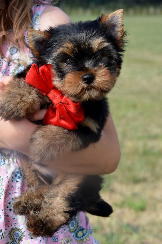 de la plaine du Jaelma - Chiots disponibles - Yorkshire Terrier