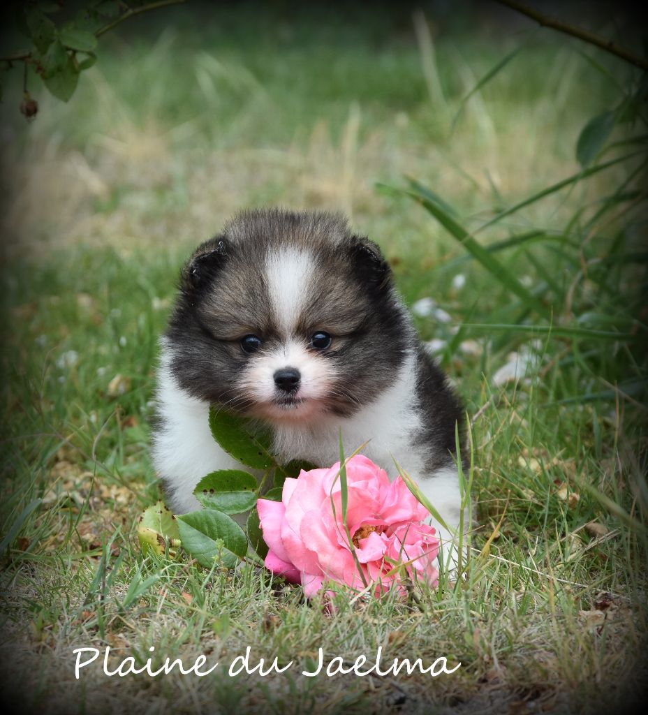 de la plaine du Jaelma - Chiots disponibles - Spitz allemand