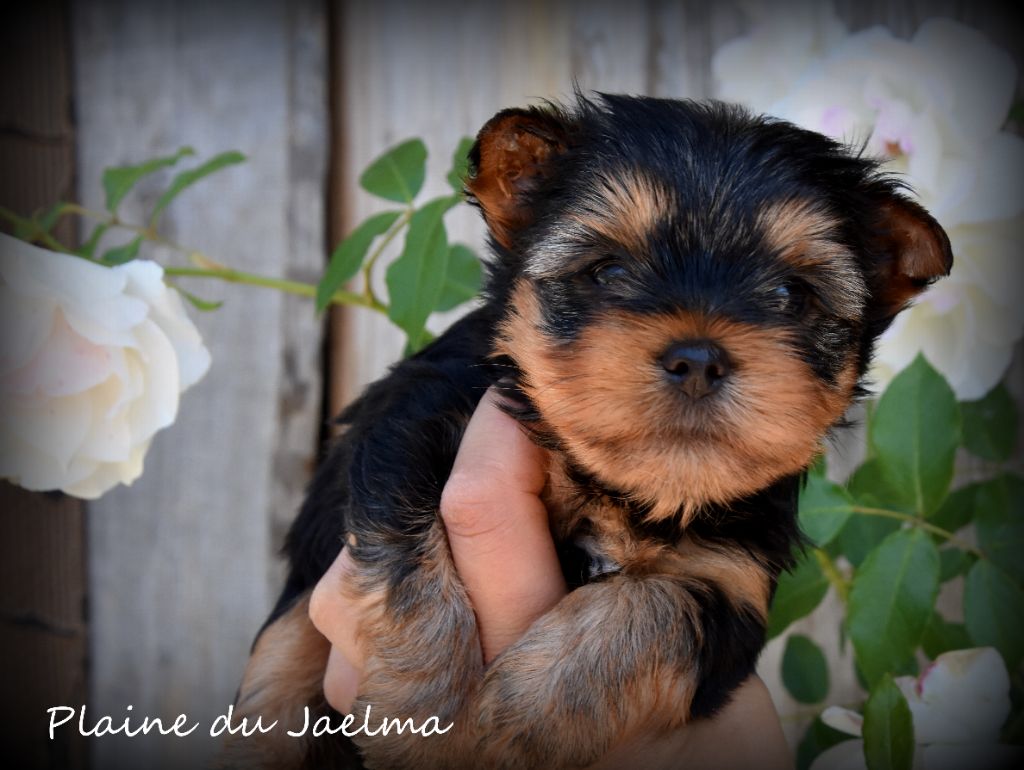 de la plaine du Jaelma - Chiots disponibles - Yorkshire Terrier