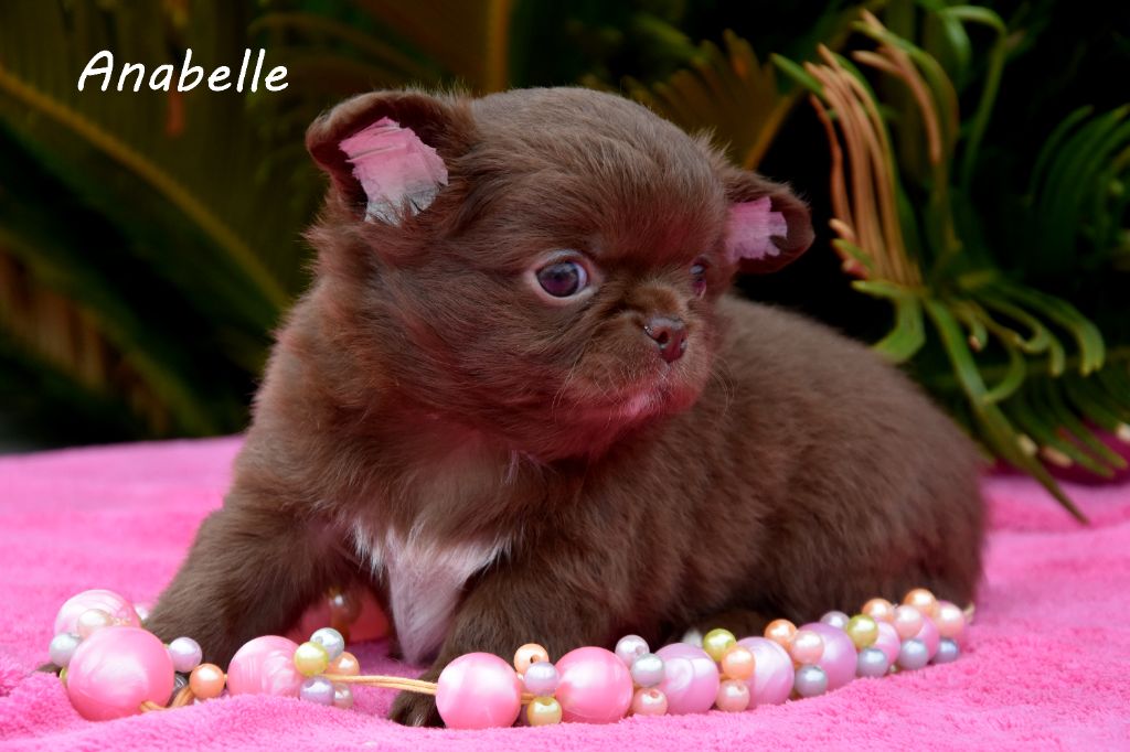 de la plaine du Jaelma - Chiots disponibles - Chihuahua