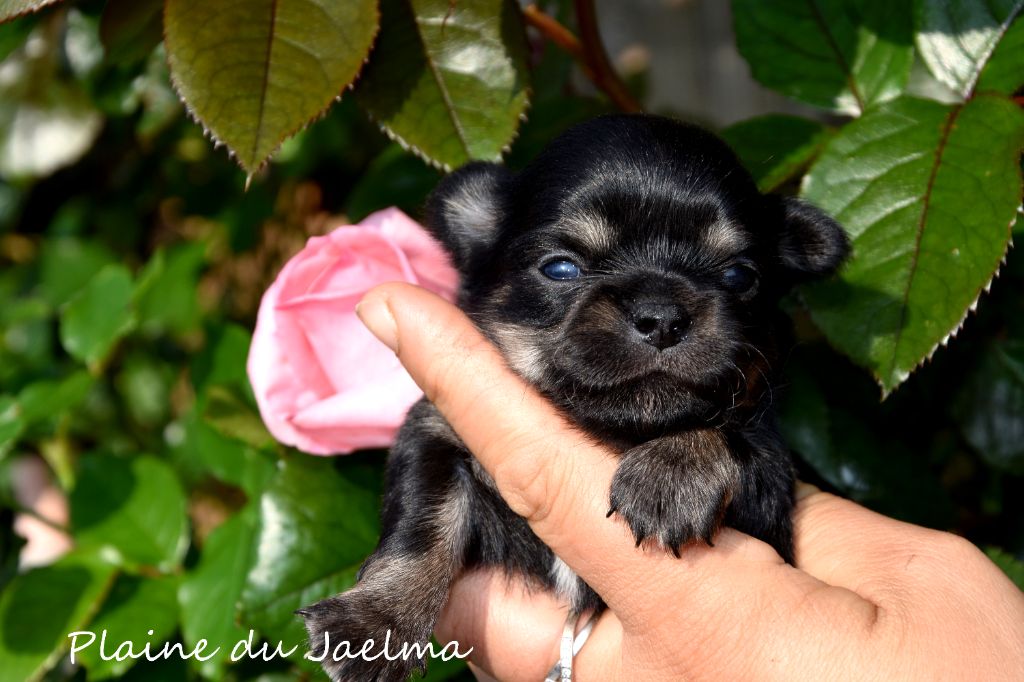 de la plaine du Jaelma - Chiots disponibles - Chihuahua