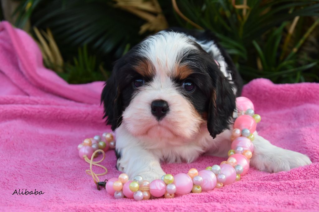 de la plaine du Jaelma - Chiots disponibles - Cavalier King Charles Spaniel