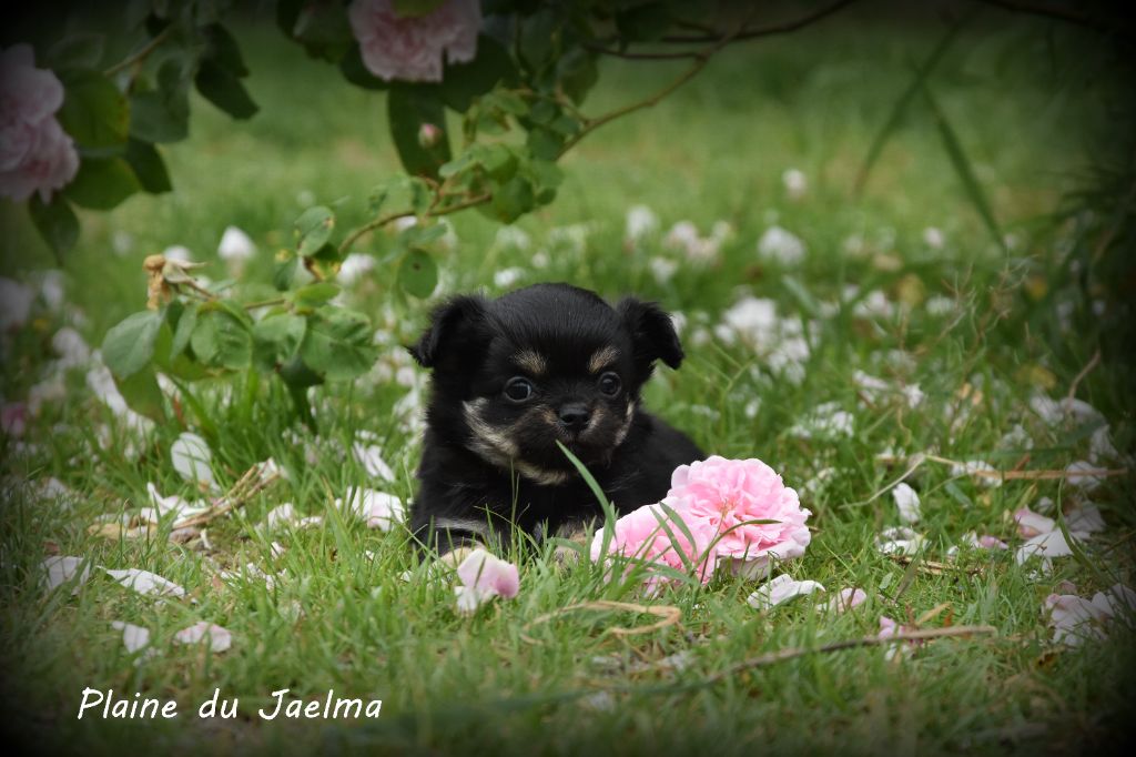 de la plaine du Jaelma - Chiots disponibles - Chihuahua