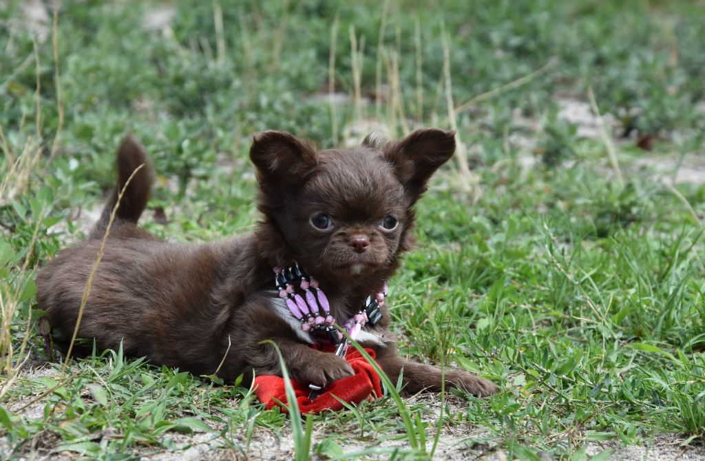 de la plaine du Jaelma - Chiots disponibles - Chihuahua
