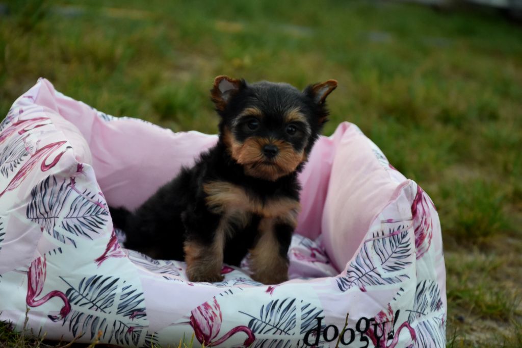 de la plaine du Jaelma - Chiots disponibles - Yorkshire Terrier