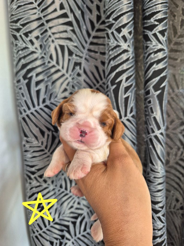 de la plaine du Jaelma - Chiots disponibles - Cavalier King Charles Spaniel