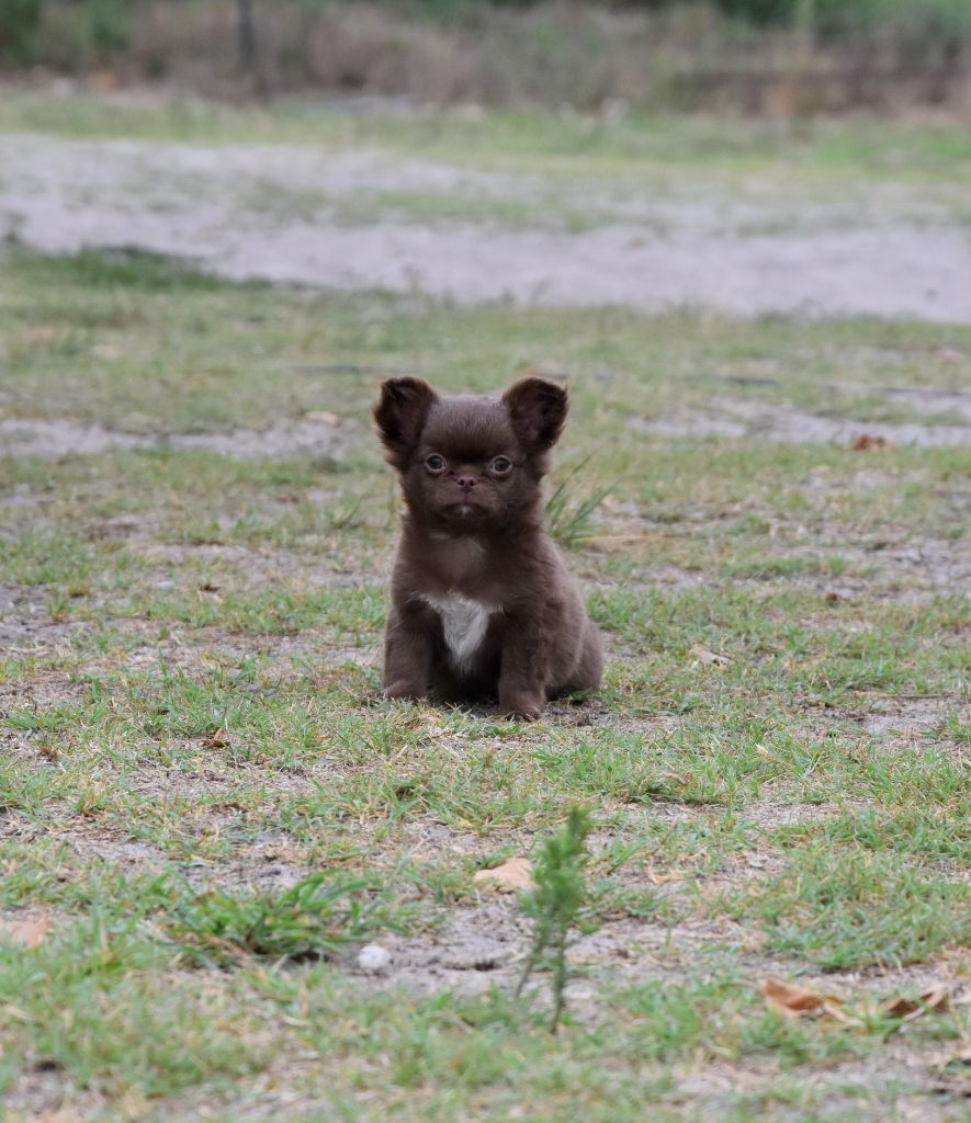 de la plaine du Jaelma - Chiots disponibles - Chihuahua