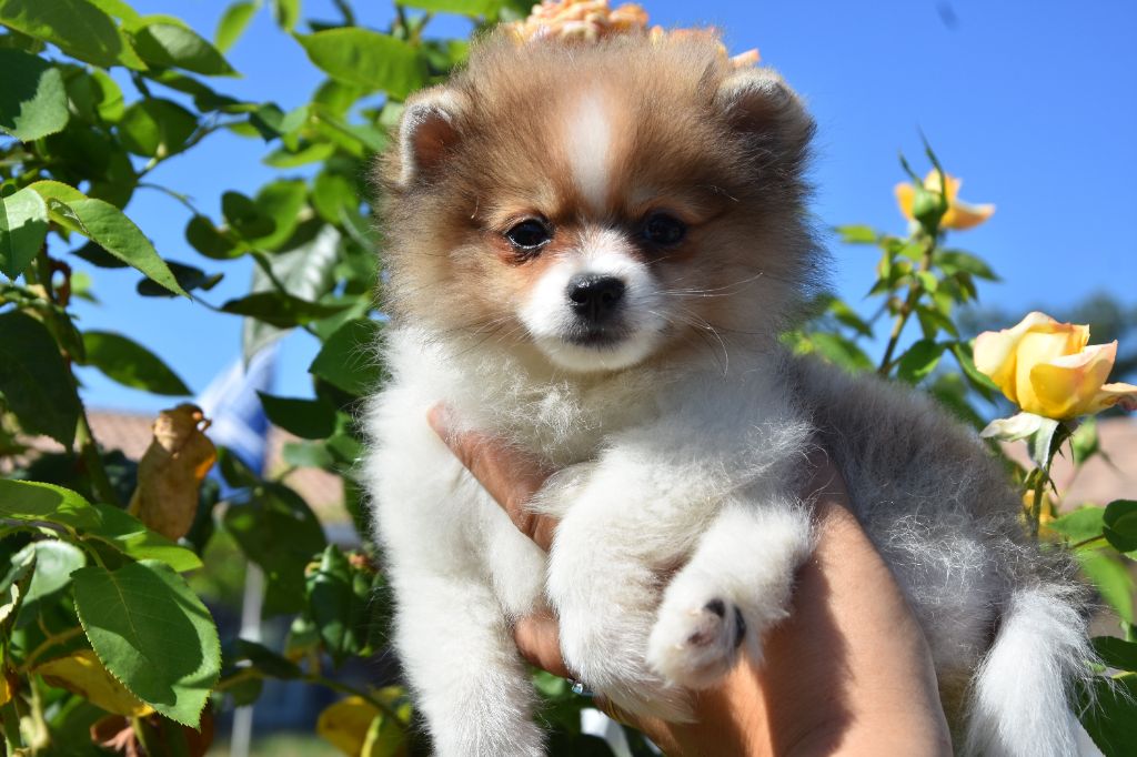 de la plaine du Jaelma - Chiots disponibles - Spitz allemand