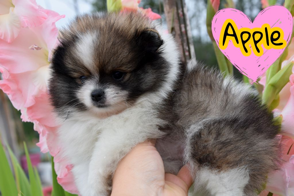 de la plaine du Jaelma - Chiots disponibles - Spitz allemand