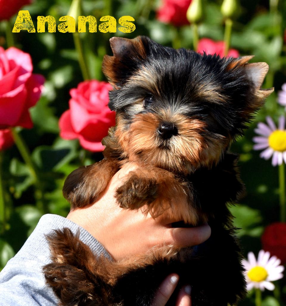 de la plaine du Jaelma - Chiots disponibles - Yorkshire Terrier
