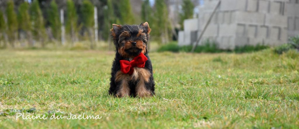 de la plaine du Jaelma - Chiots disponibles - Yorkshire Terrier