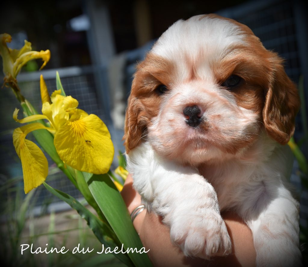de la plaine du Jaelma - Chiots disponibles - Cavalier King Charles Spaniel