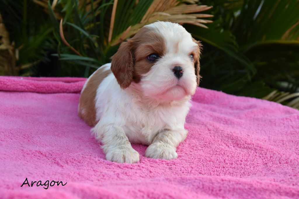 de la plaine du Jaelma - Chiots disponibles - Cavalier King Charles Spaniel