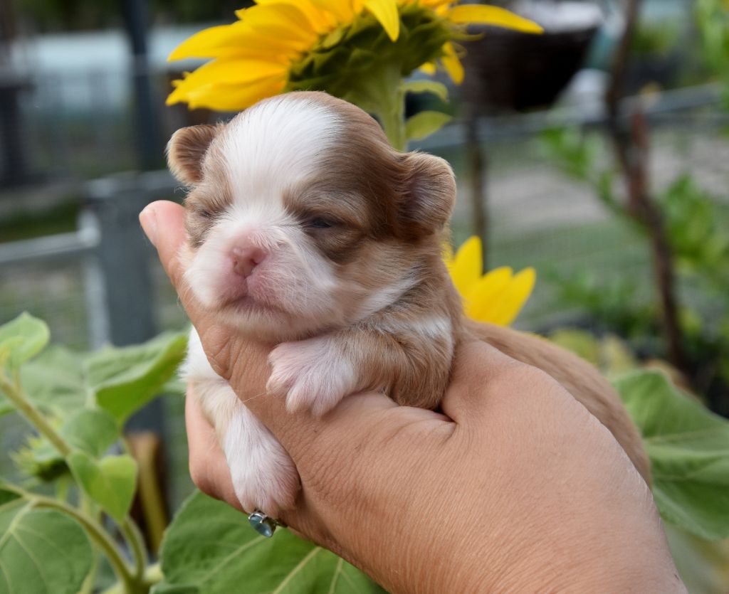 de la plaine du Jaelma - Chiots disponibles - Chihuahua