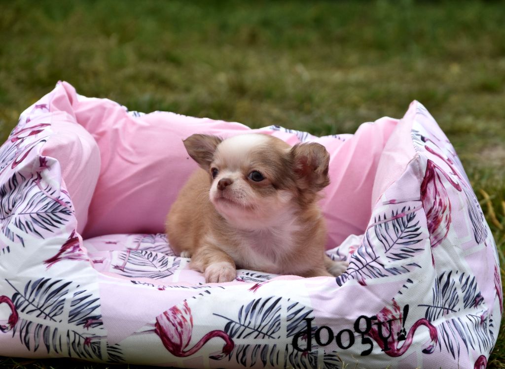 de la plaine du Jaelma - Chiots disponibles - Chihuahua