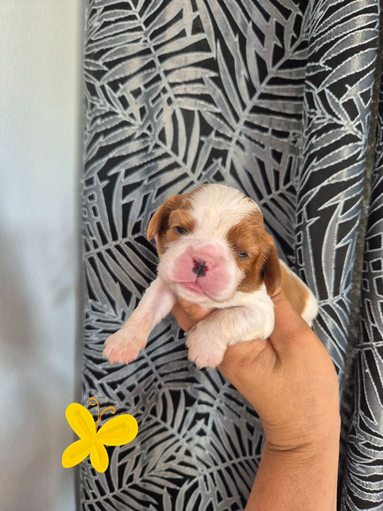 de la plaine du Jaelma - Chiots disponibles - Cavalier King Charles Spaniel