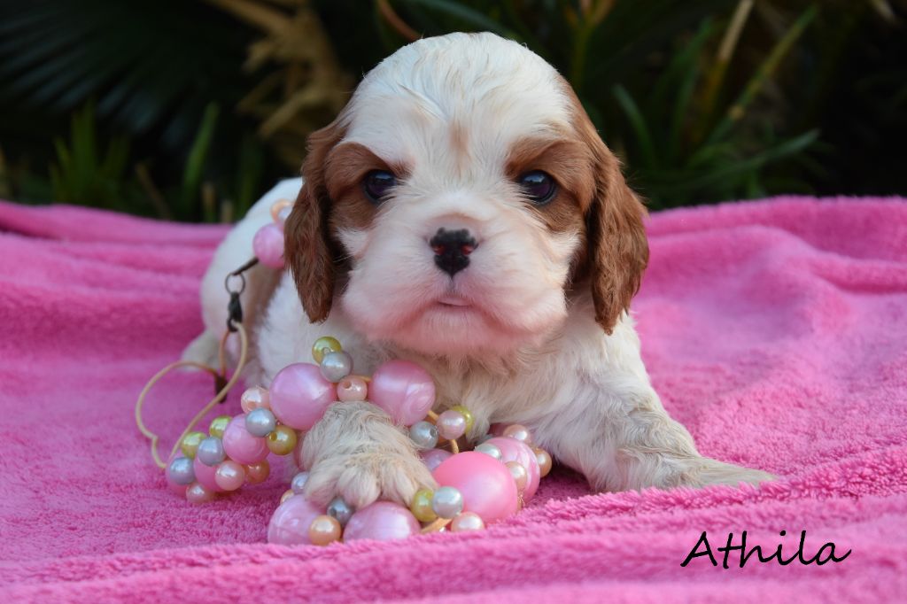 de la plaine du Jaelma - Chiots disponibles - Cavalier King Charles Spaniel