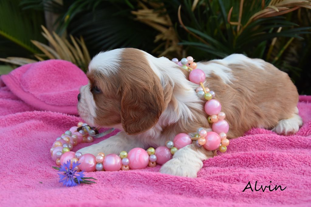 de la plaine du Jaelma - Chiots disponibles - Cavalier King Charles Spaniel