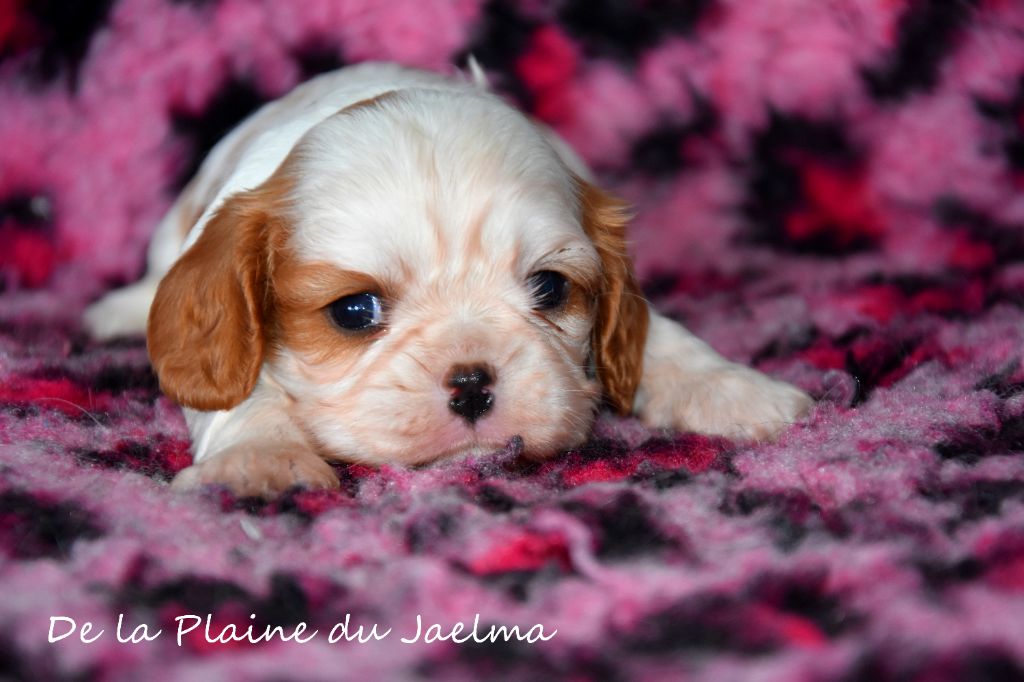 de la plaine du Jaelma - Chiots disponibles - Cavalier King Charles Spaniel