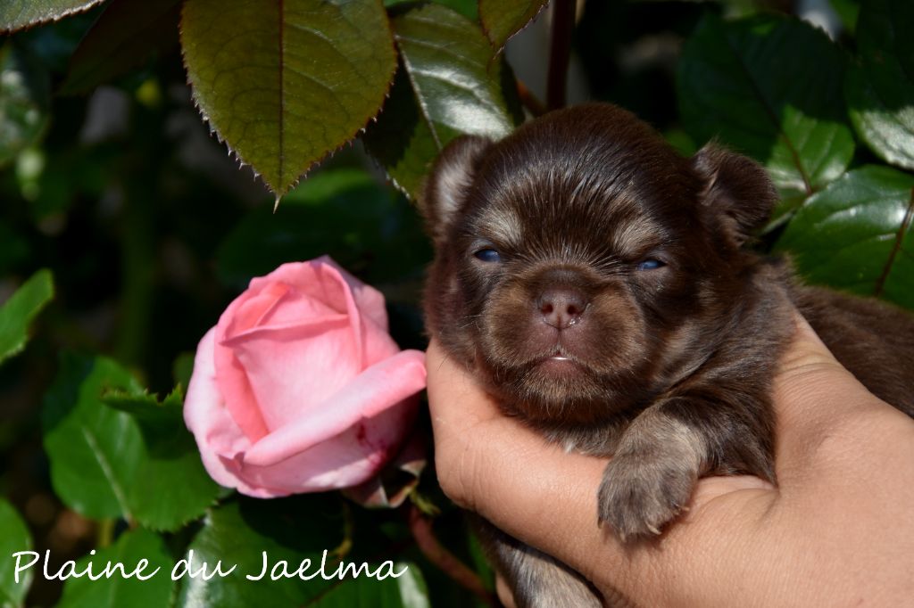 de la plaine du Jaelma - Chiots disponibles - Chihuahua