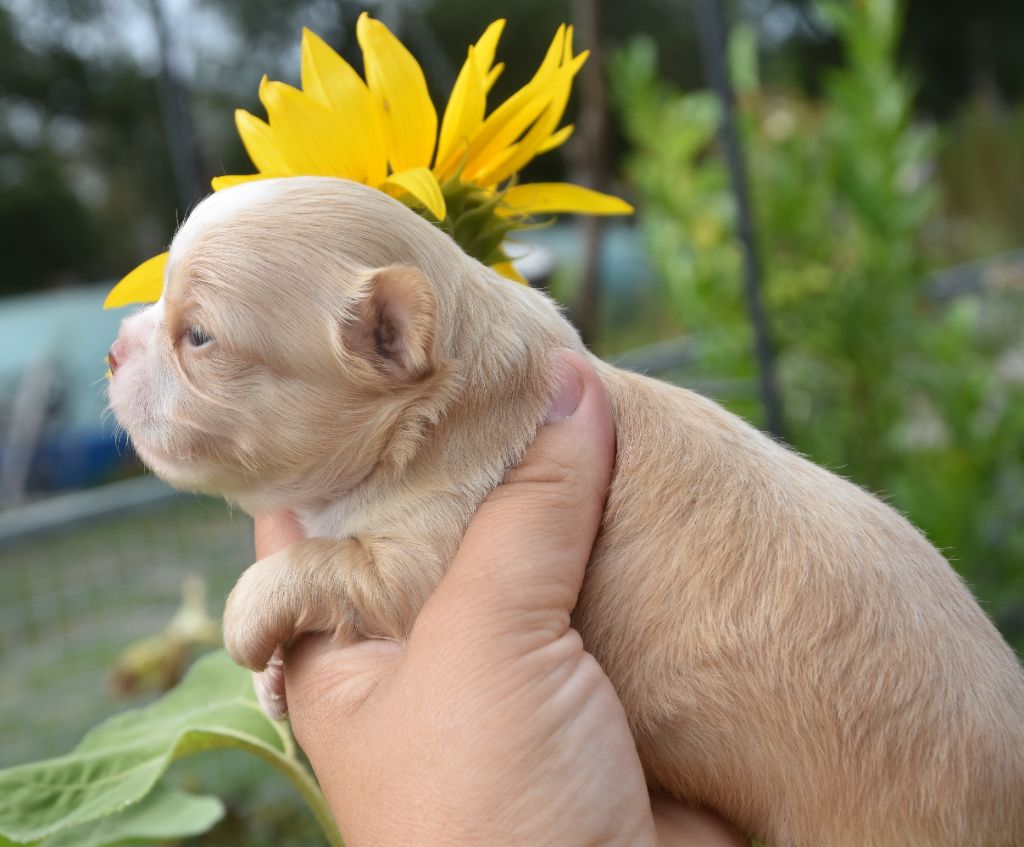 de la plaine du Jaelma - Chiots disponibles - Chihuahua