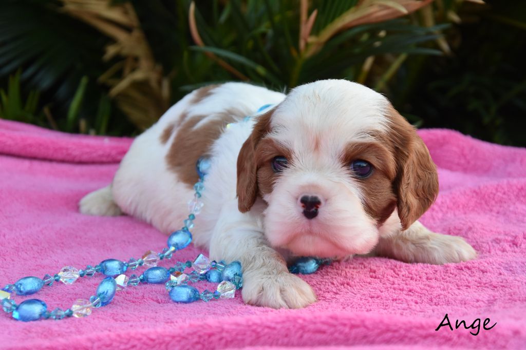 de la plaine du Jaelma - Chiots disponibles - Cavalier King Charles Spaniel
