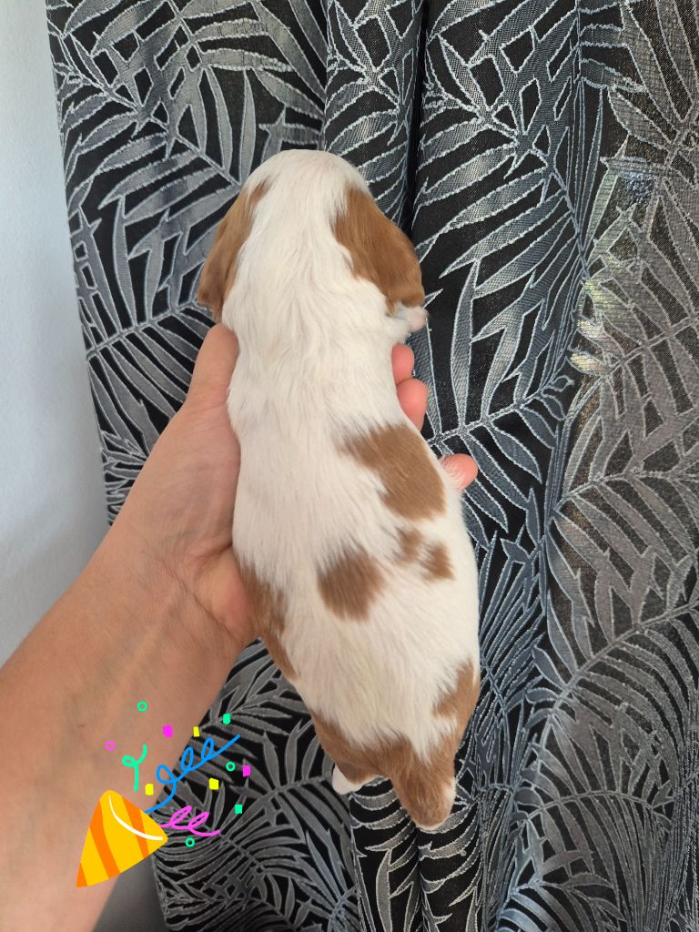 de la plaine du Jaelma - Chiots disponibles - Cavalier King Charles Spaniel