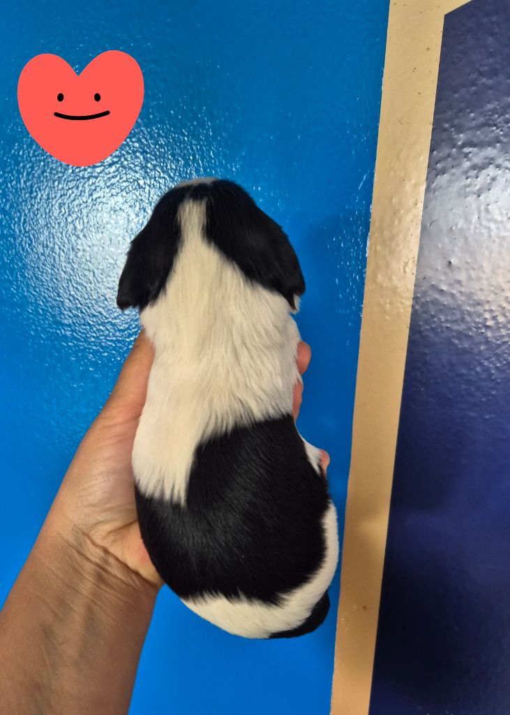 de la plaine du Jaelma - Chiots disponibles - Cavalier King Charles Spaniel