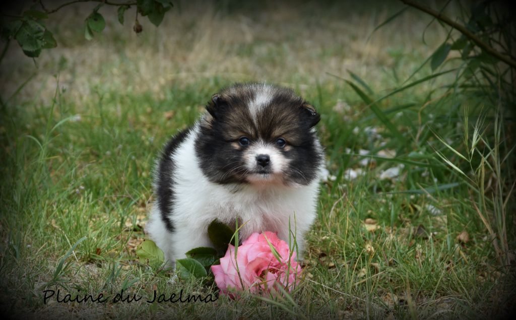 de la plaine du Jaelma - Chiots disponibles - Spitz allemand