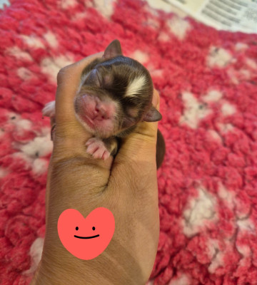 Benjy de la plaine du jaelma