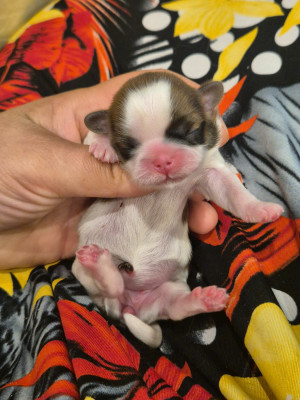 Chiot N°5