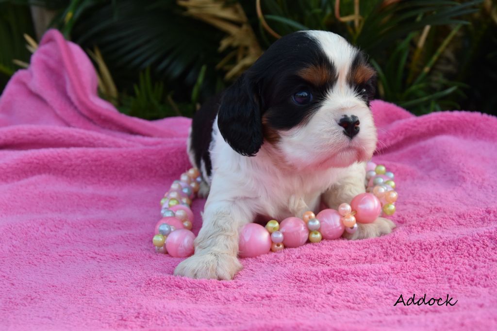 de la plaine du Jaelma - Chiots disponibles - Cavalier King Charles Spaniel